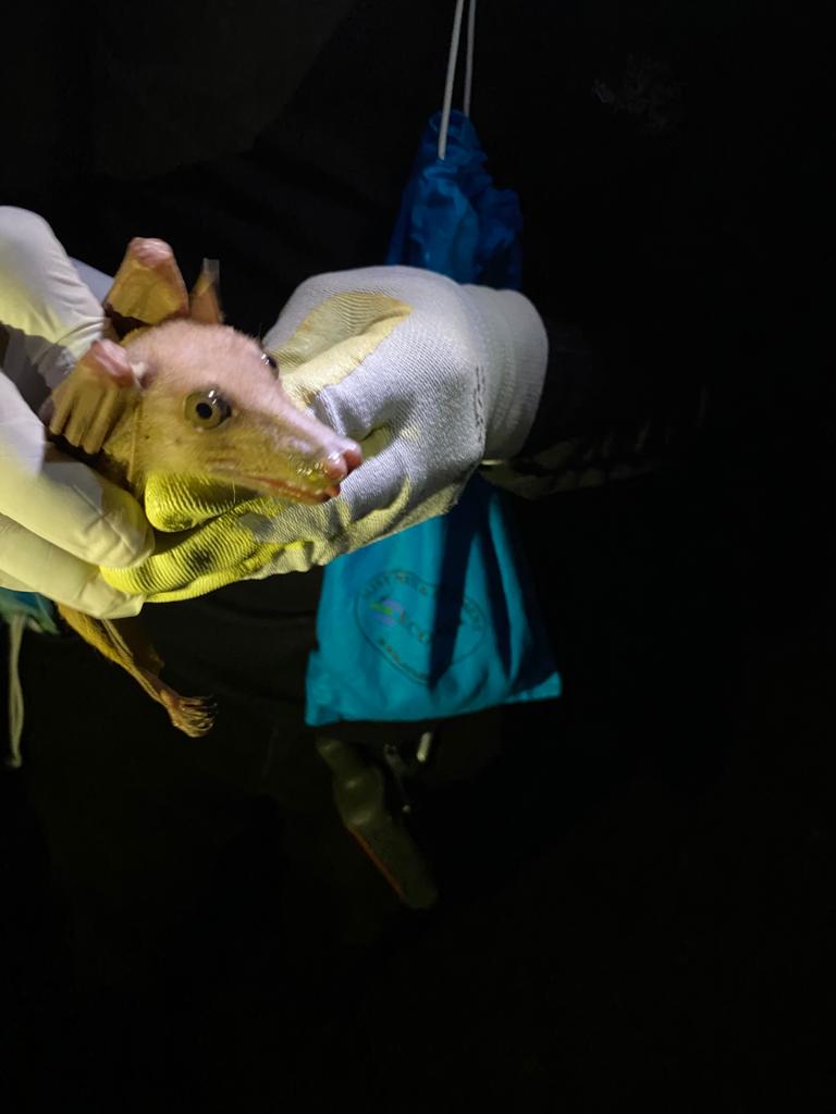 Fruit Bat and Zoonoses Study